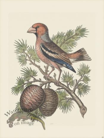 Edwards 188 The Hedar of Libanus